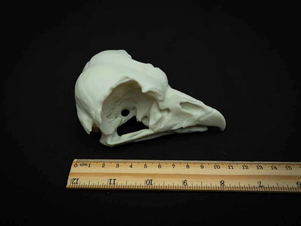 Life Size King Vulture Skull Replica – Realistic 3D Printed Bone Model Display