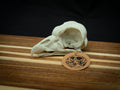 Life Size King Vulture Skull Replica – Realistic 3D Printed Bone Model Display