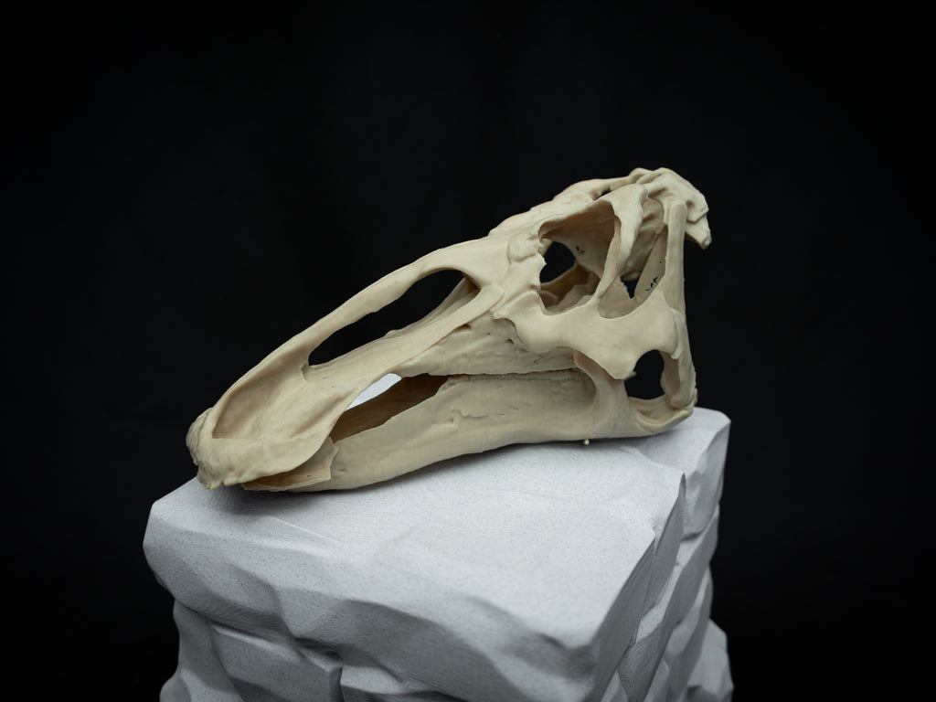 3D Printed Edmontosaurus Skull Replica – Scaled Down Dinosaur Bone Model Display