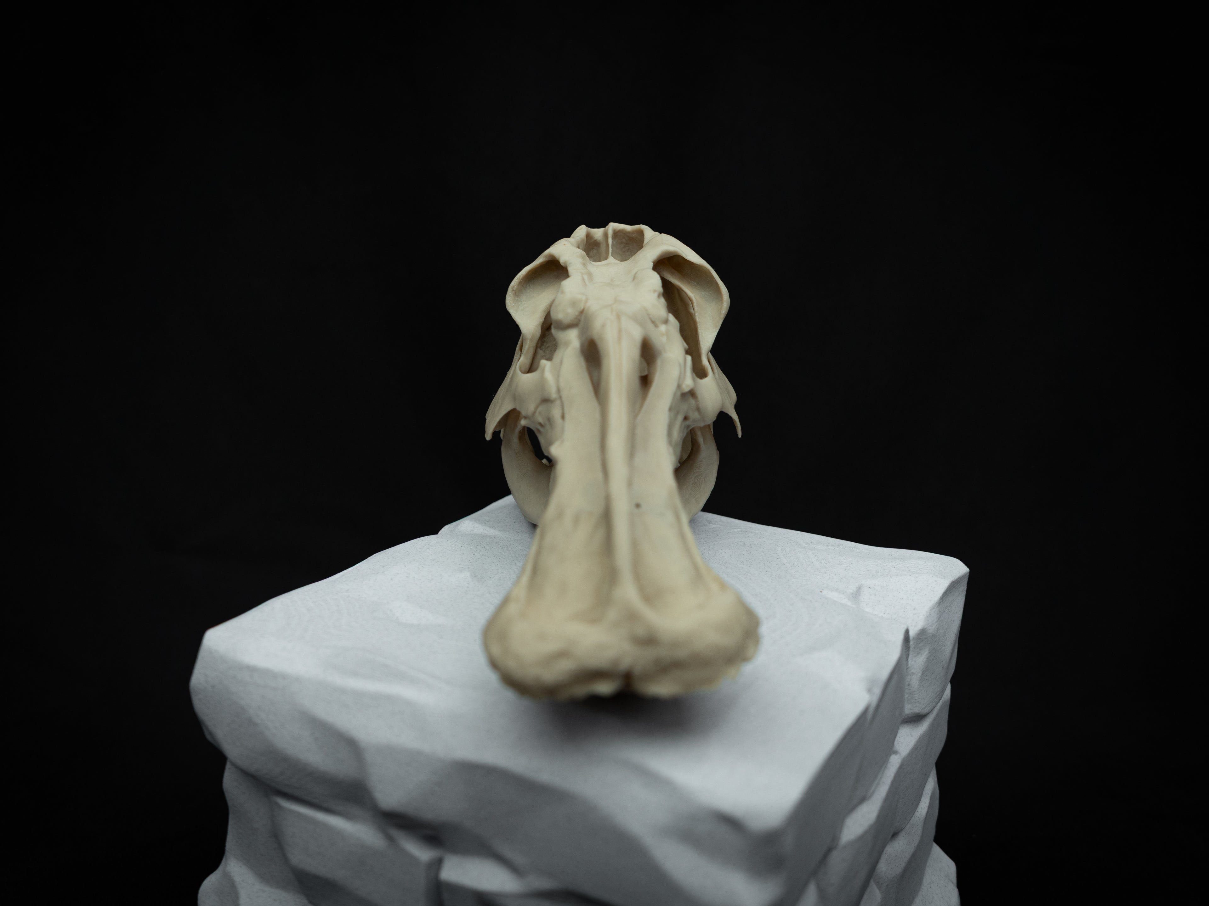 3D Printed Edmontosaurus Skull Replica – Scaled Down Dinosaur Bone Model Display