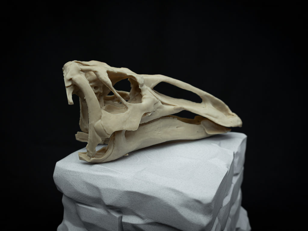 3D Printed Edmontosaurus Skull Replica – Scaled Down Dinosaur Bone Model Display