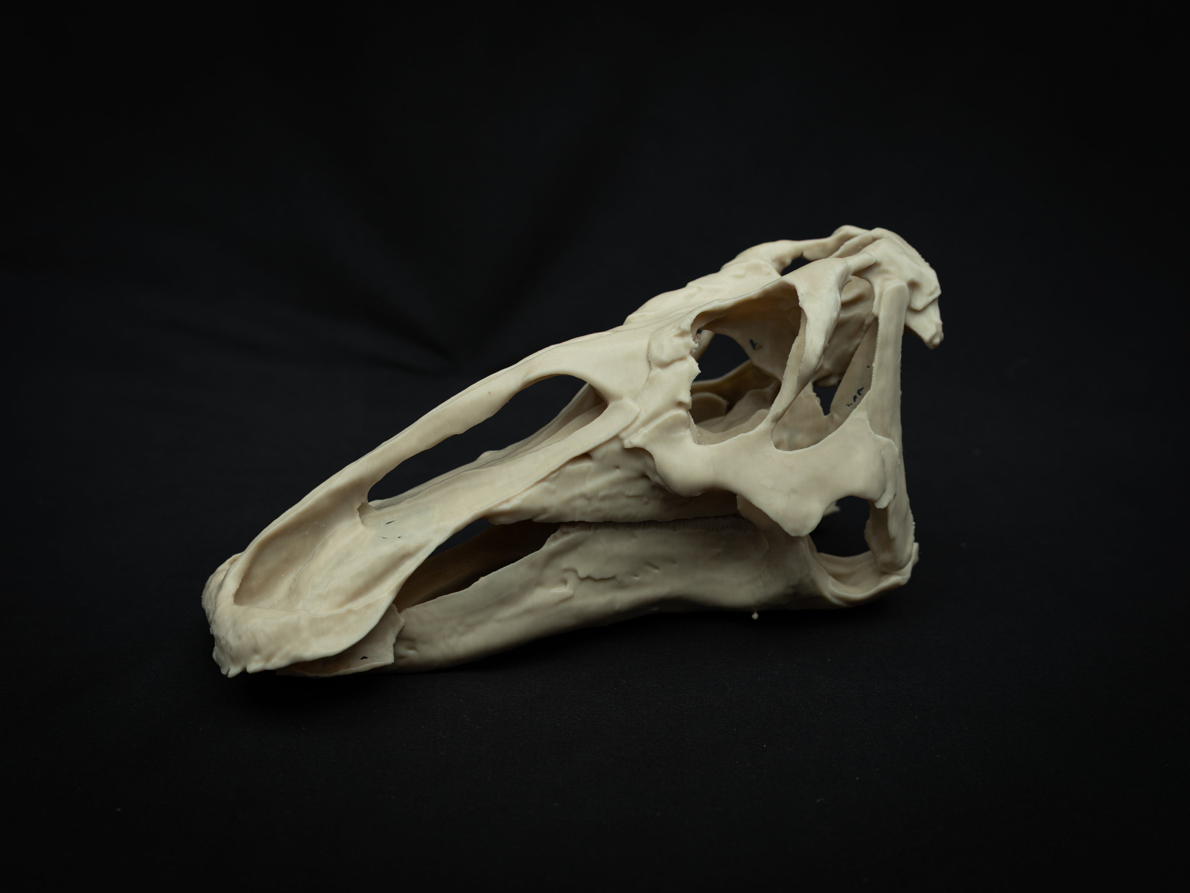 3D Printed Edmontosaurus Skull Replica – Scaled Down Dinosaur Bone Model Display