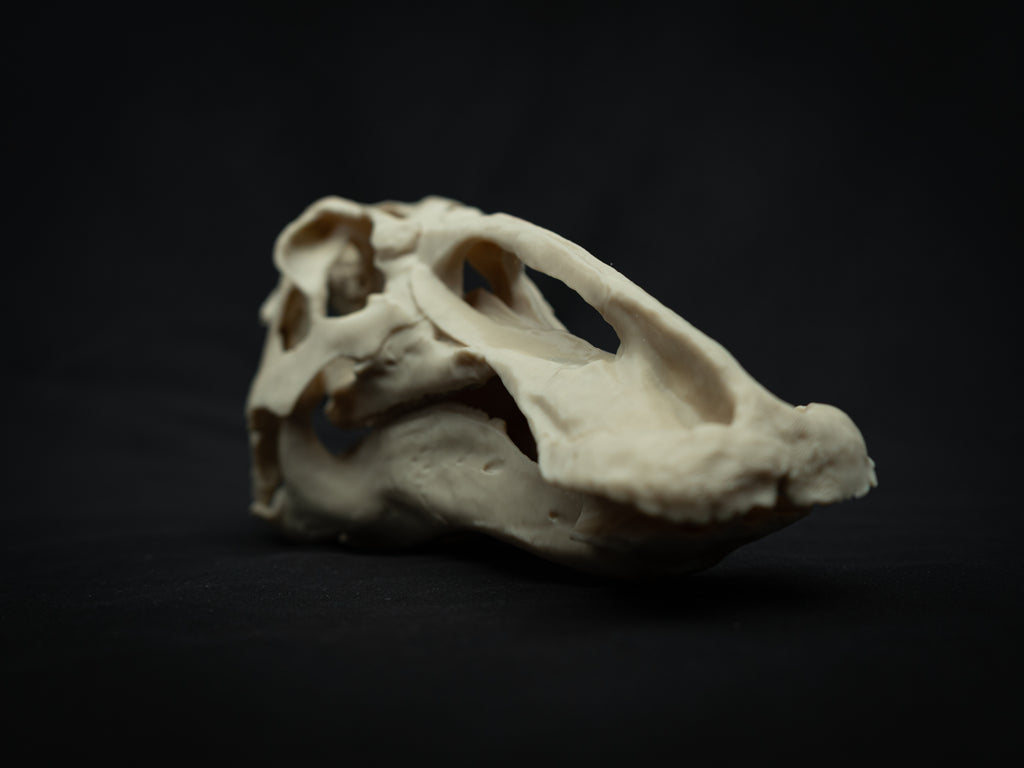 3D Printed Edmontosaurus Skull Replica – Scaled Down Dinosaur Bone Model Display
