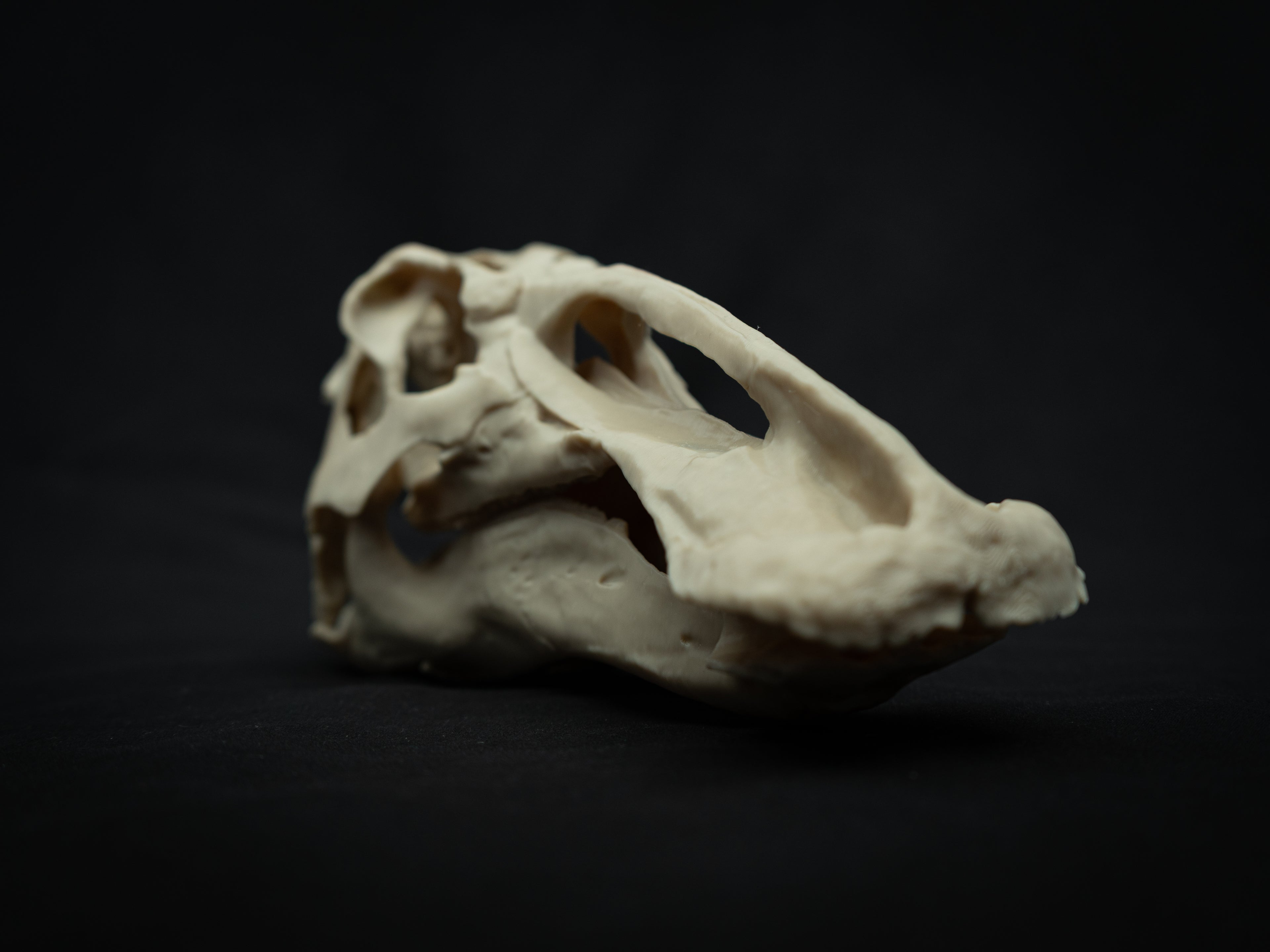 3D Printed Edmontosaurus Skull Replica – Scaled Down Dinosaur Bone Model Display