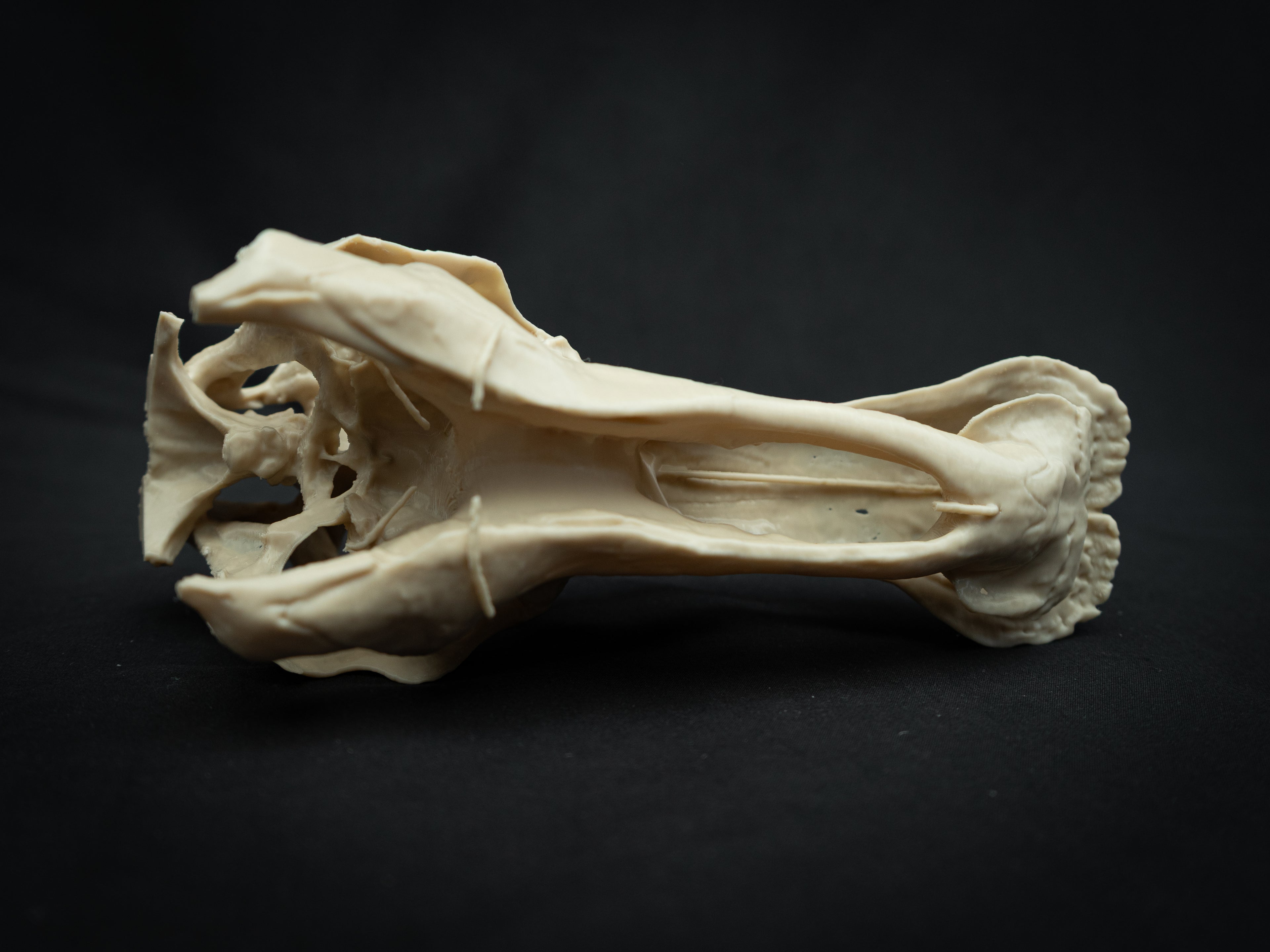 3D Printed Edmontosaurus Skull Replica – Scaled Down Dinosaur Bone Model Display