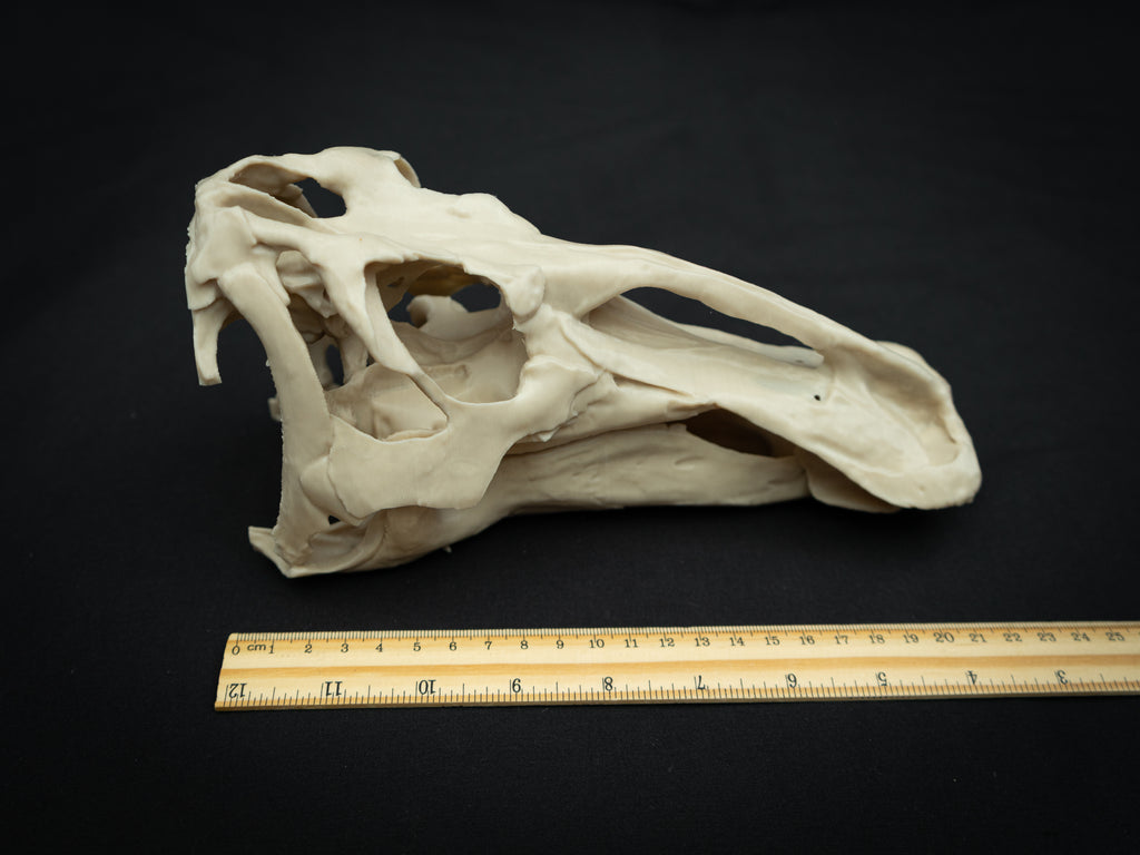 3D Printed Edmontosaurus Skull Replica – Scaled Down Dinosaur Bone Model Display