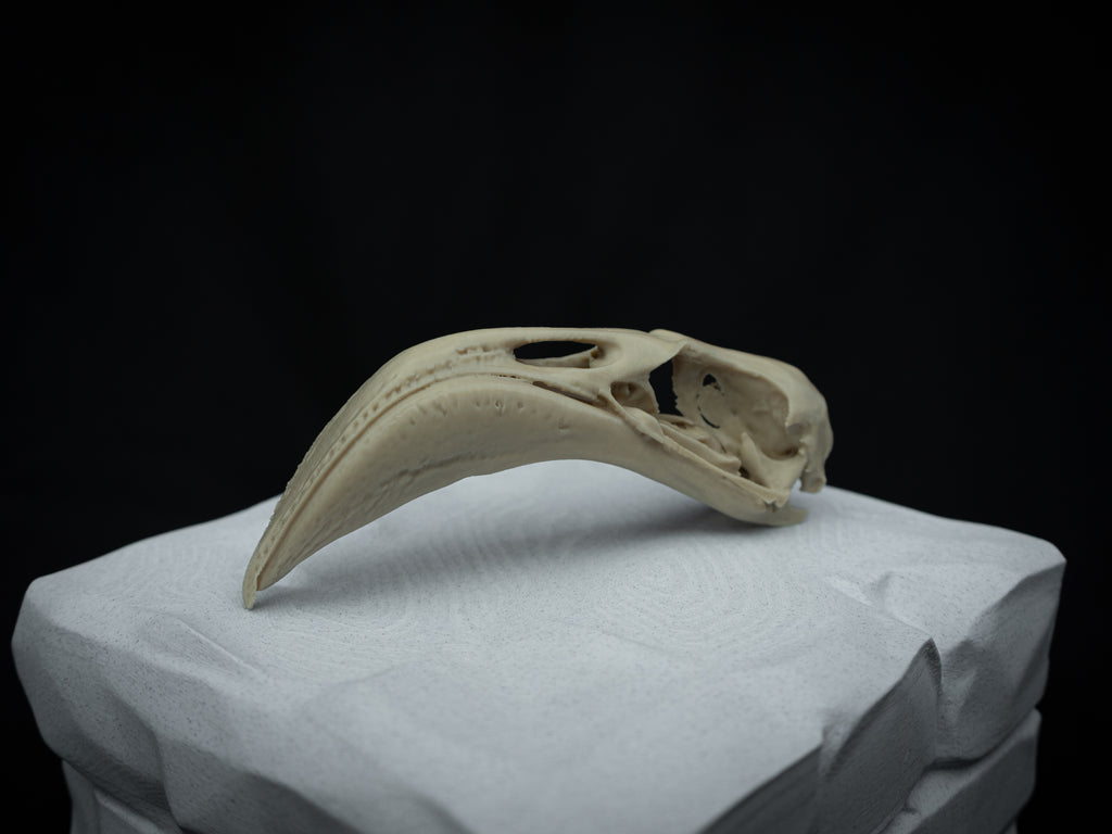 Life Size Flamingo Skull Replica – Realistic 3D Printed Bone Model Display
