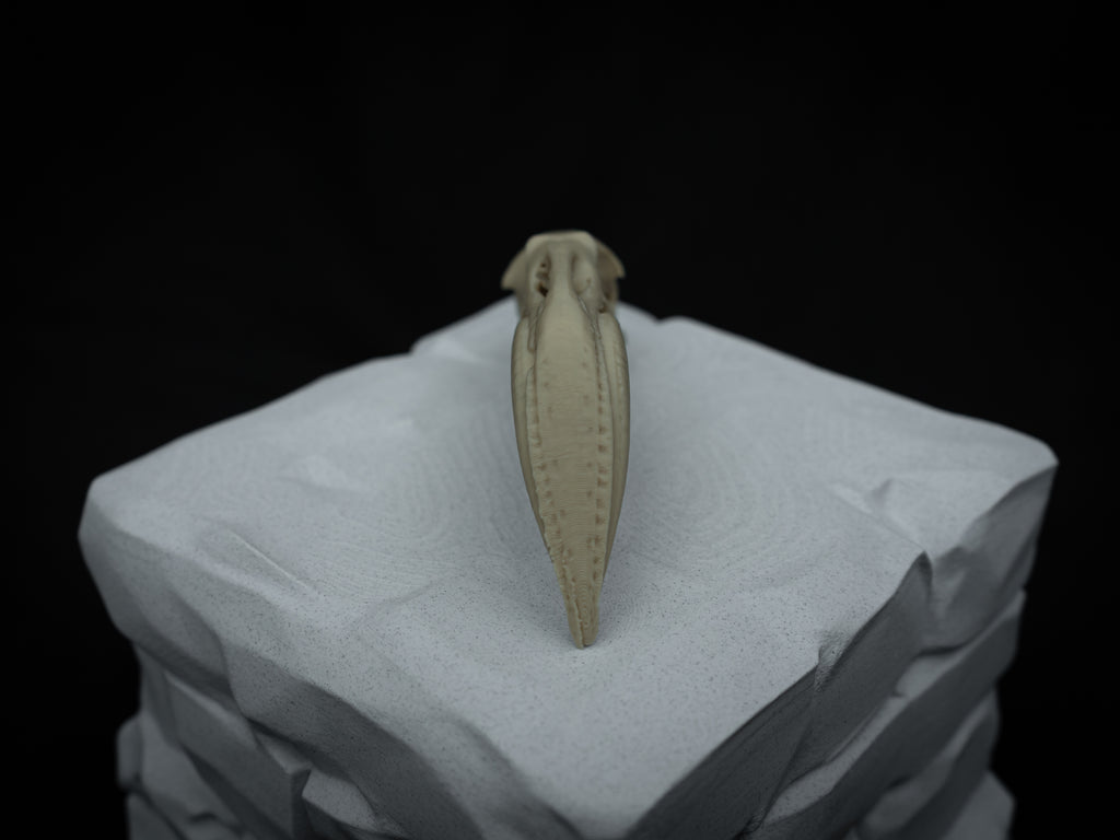 Life Size Flamingo Skull Replica – Realistic 3D Printed Bone Model Display