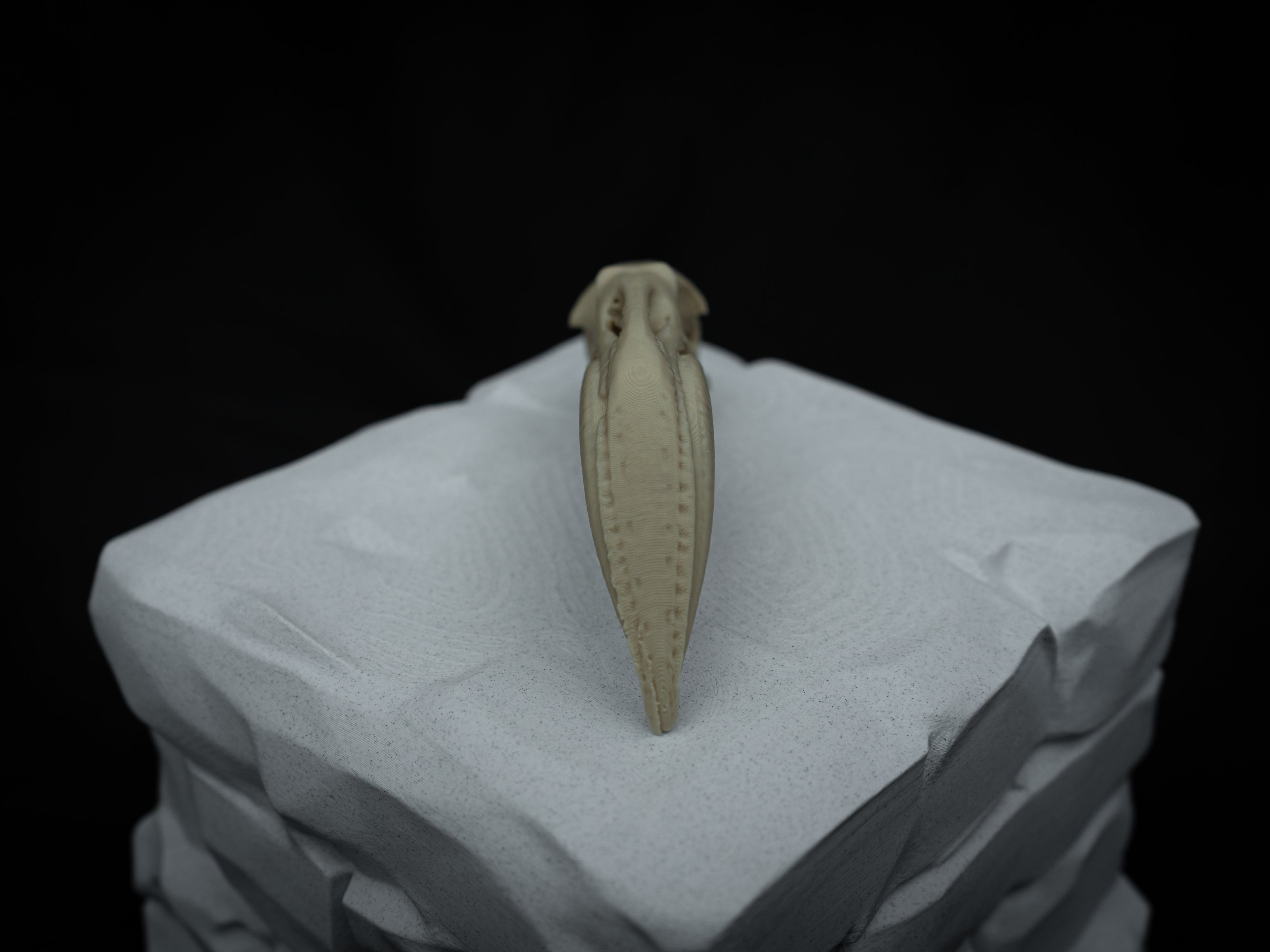 Life Size Flamingo Skull Replica – Realistic 3D Printed Bone Model Display