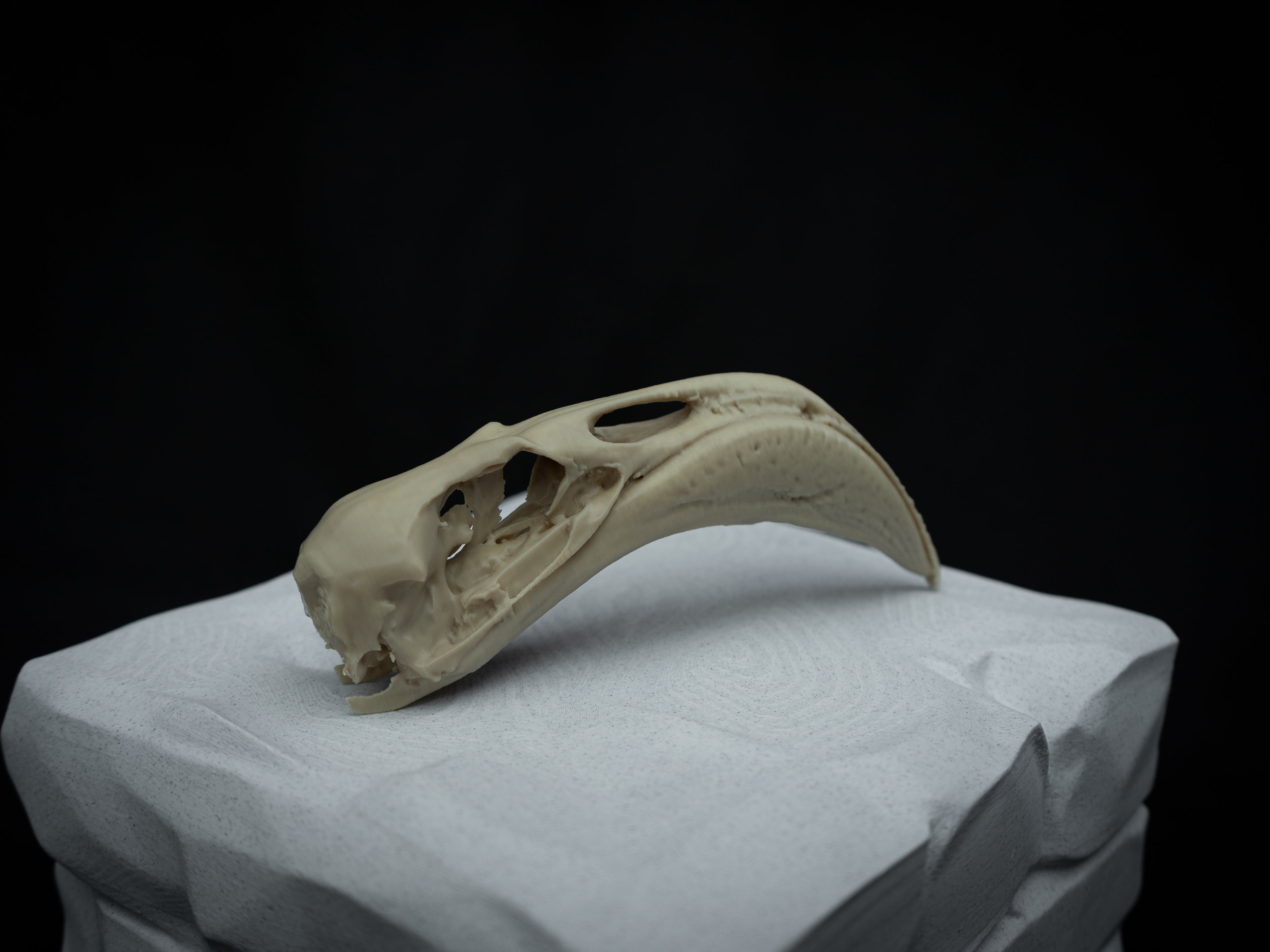 Life Size Flamingo Skull Replica – Realistic 3D Printed Bone Model Display