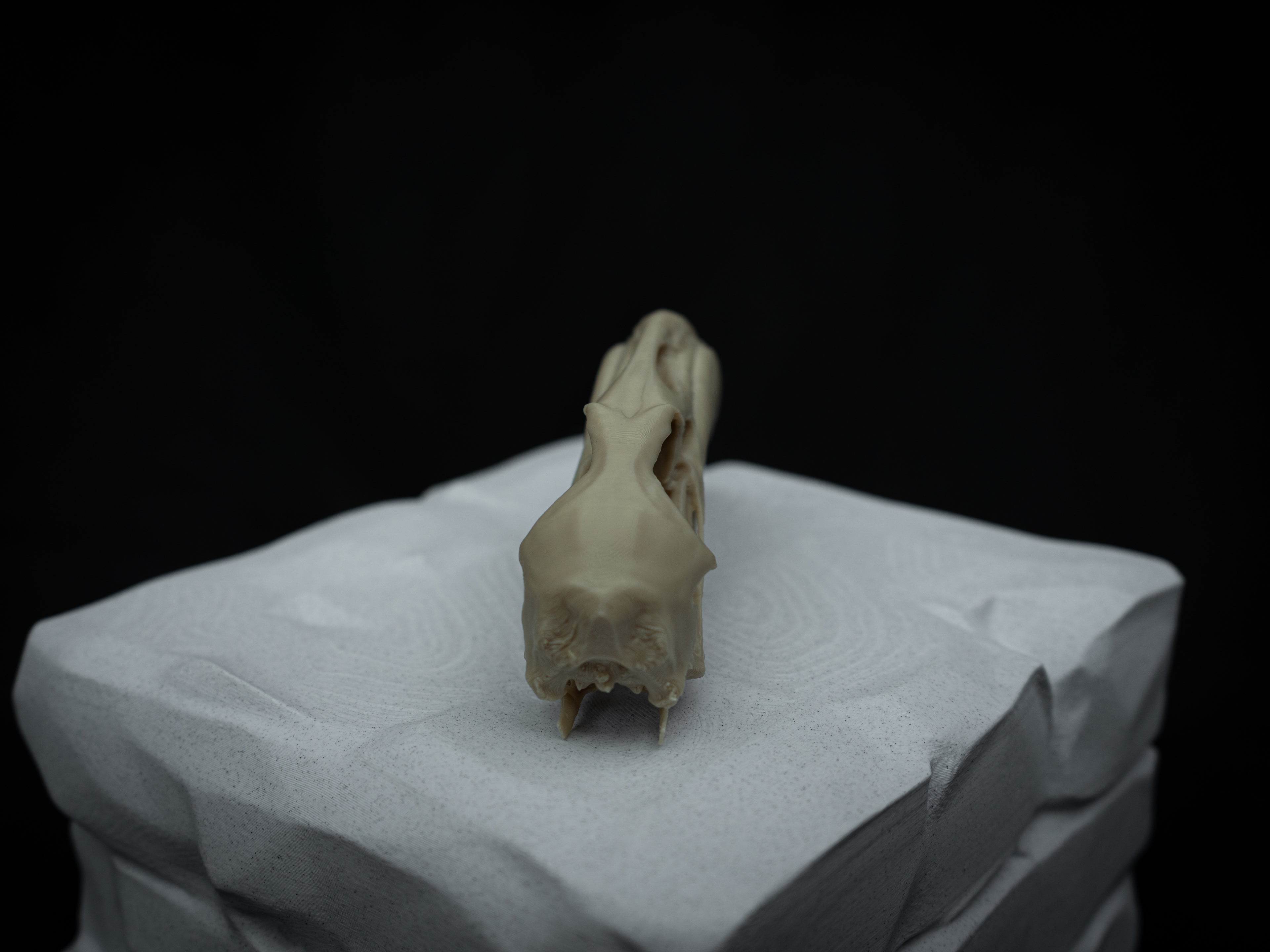 Life Size Flamingo Skull Replica – Realistic 3D Printed Bone Model Display