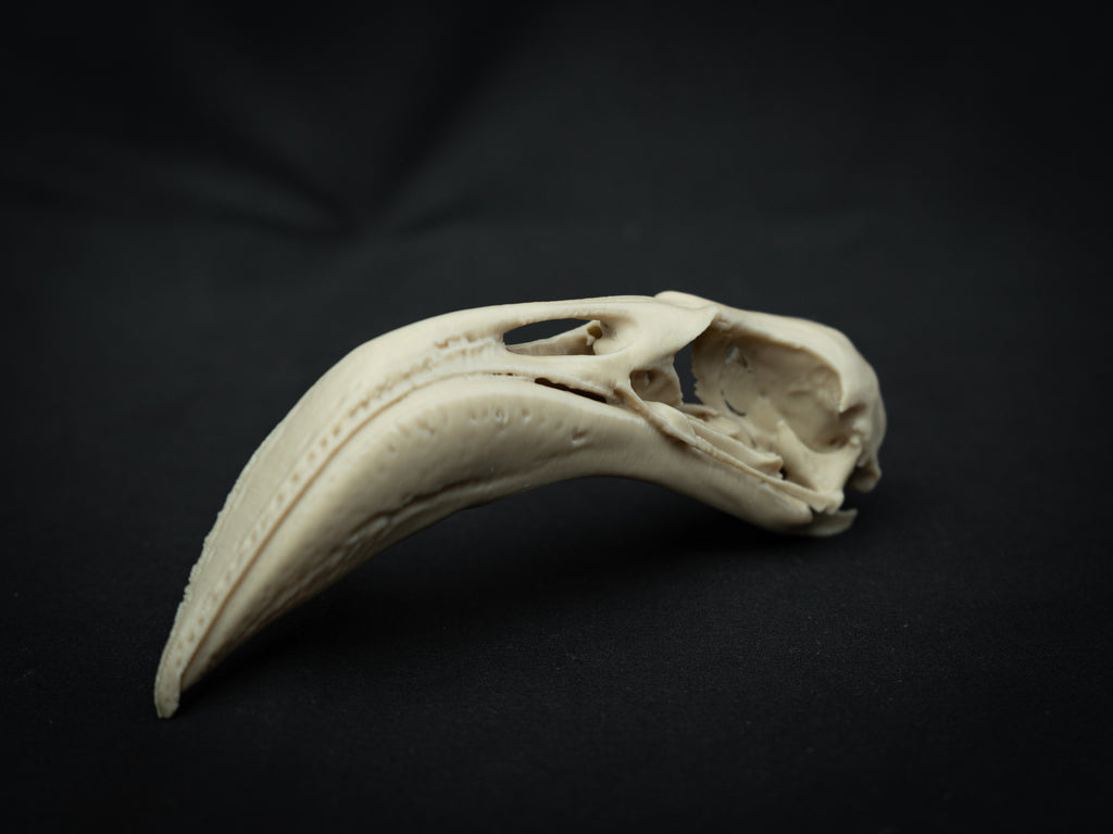 Life Size Flamingo Skull Replica – Realistic 3D Printed Bone Model Display