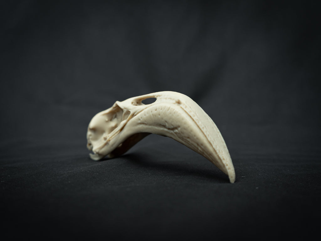 Life Size Flamingo Skull Replica – Realistic 3D Printed Bone Model Display