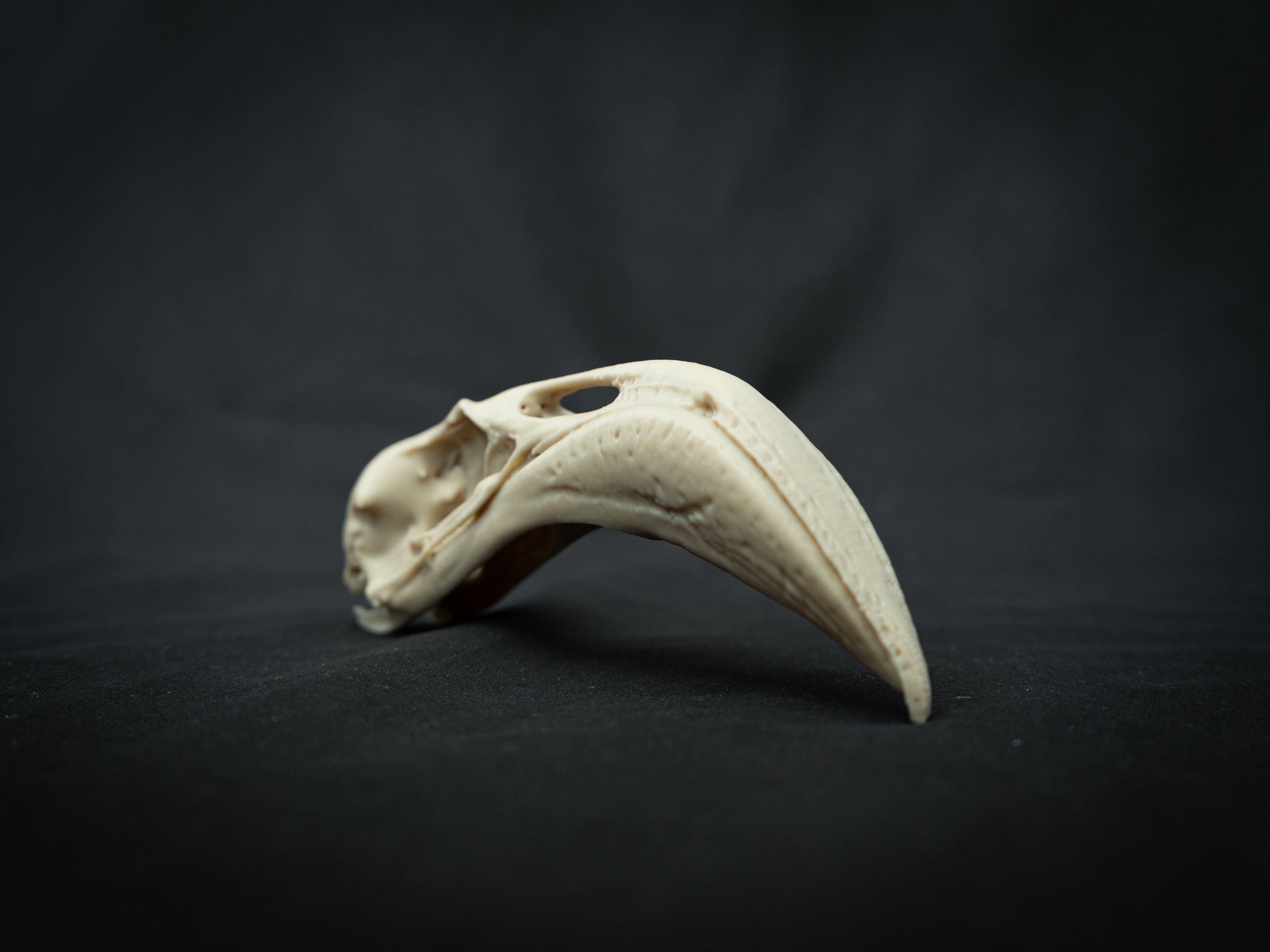 Life Size Flamingo Skull Replica – Realistic 3D Printed Bone Model Display