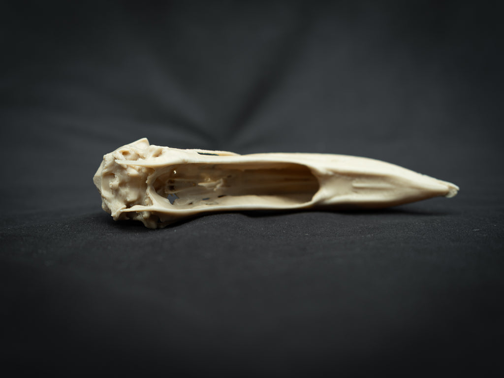 Life Size Flamingo Skull Replica – Realistic 3D Printed Bone Model Display