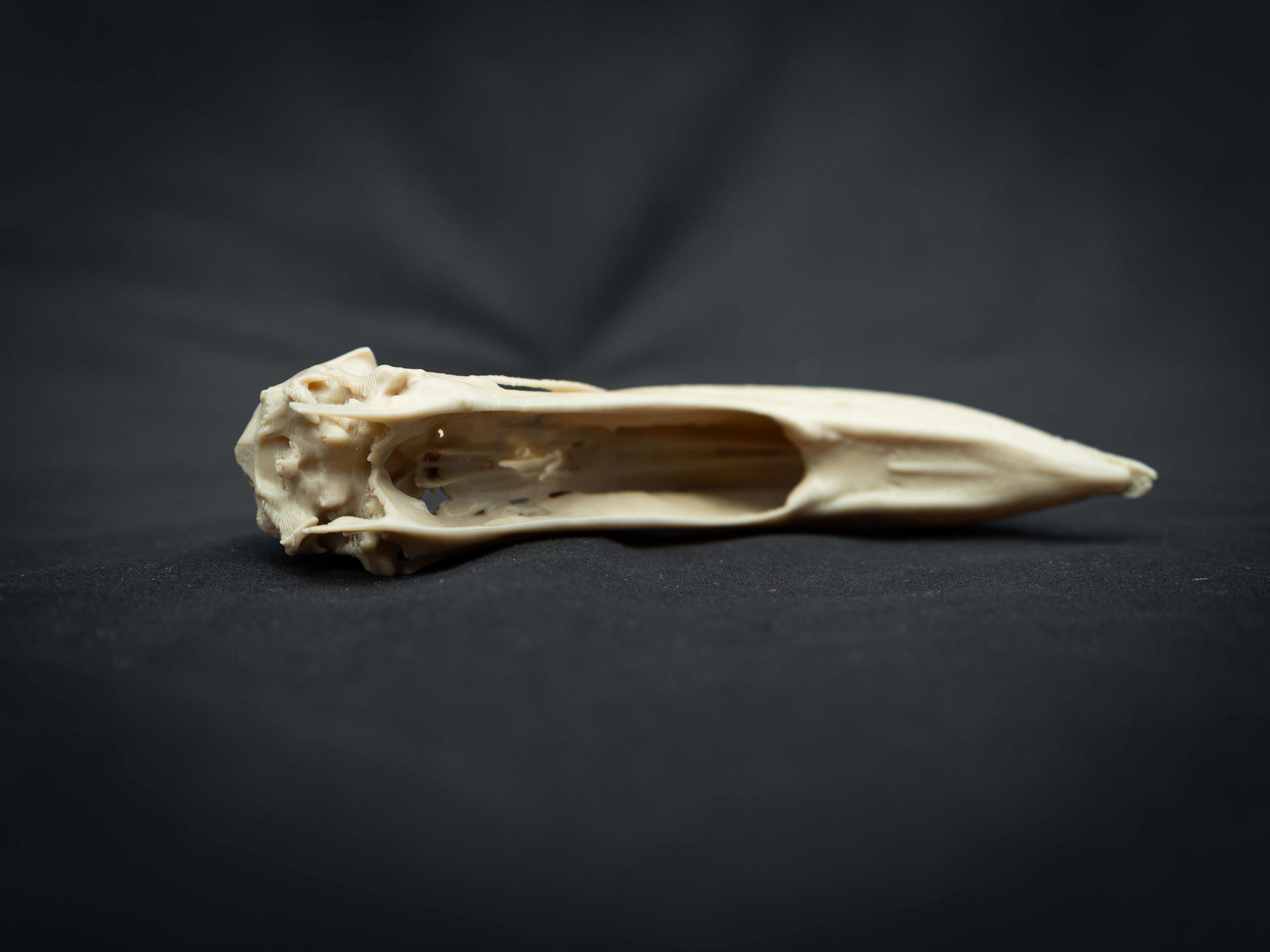 Life Size Flamingo Skull Replica – Realistic 3D Printed Bone Model Display