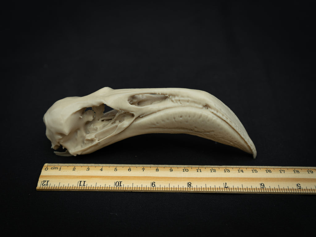 Life Size Flamingo Skull Replica – Realistic 3D Printed Bone Model Display