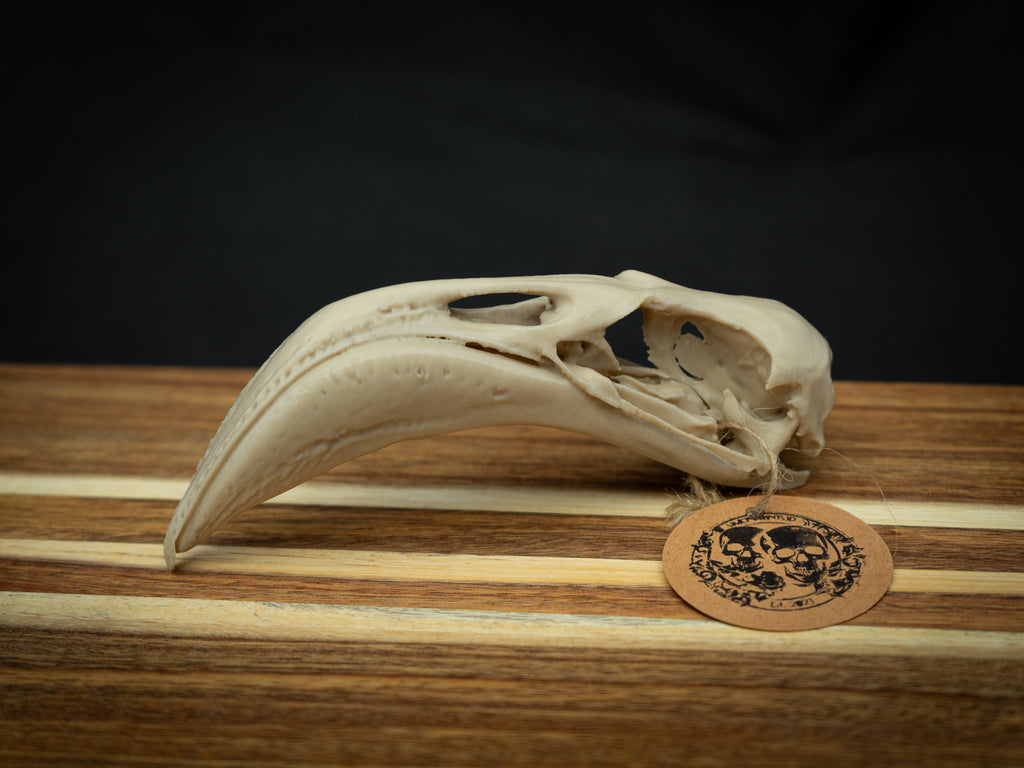 Life Size Flamingo Skull Replica – Realistic 3D Printed Bone Model Display
