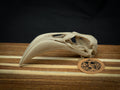 Life Size Flamingo Skull Replica – Realistic 3D Printed Bone Model Display