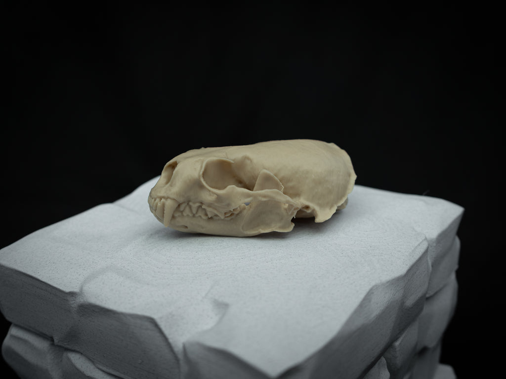 Life Size River Otter Skull Replica – Realistic 3D Printed Bone Model Display