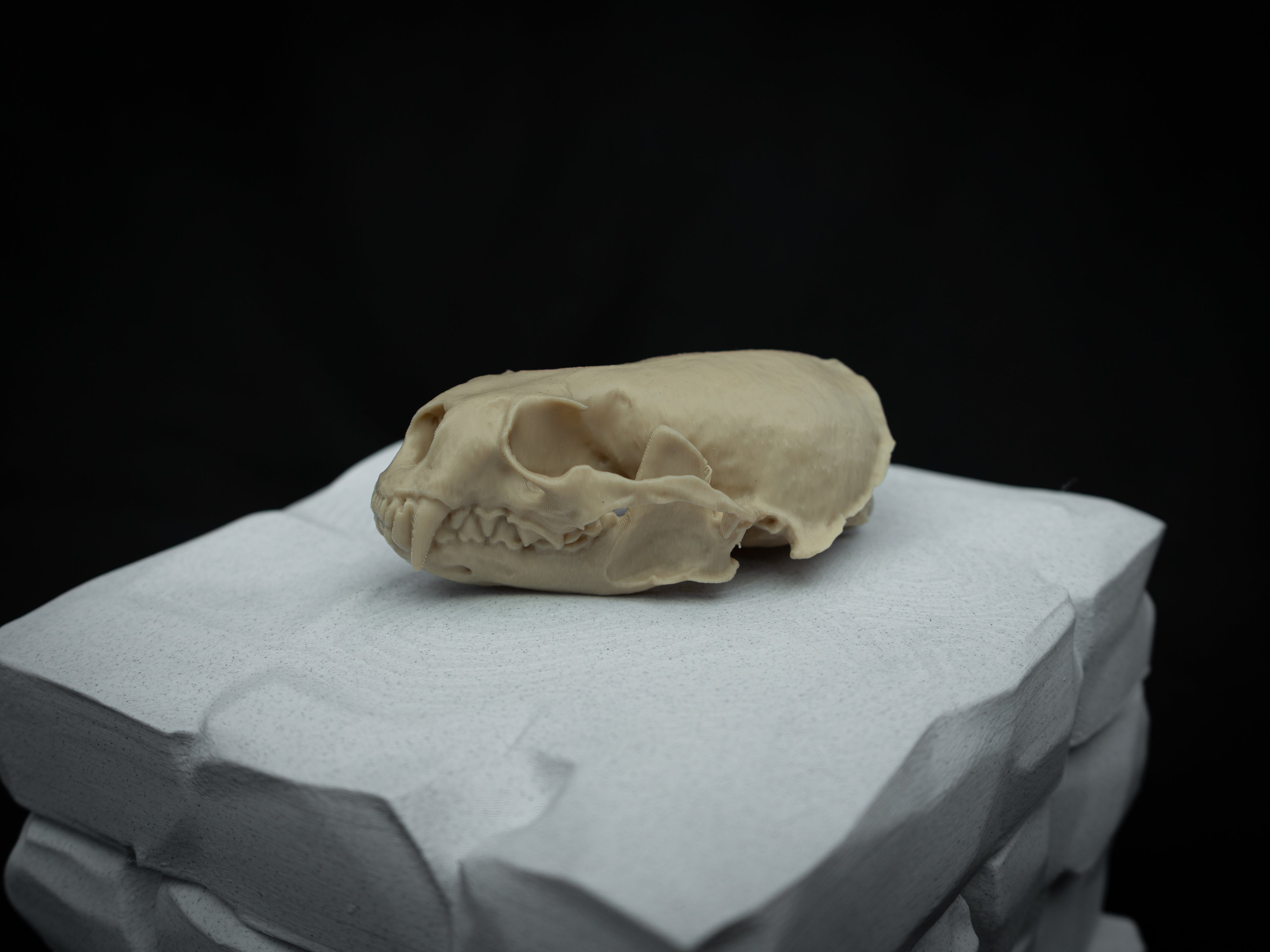 Life Size River Otter Skull Replica – Realistic 3D Printed Bone Model Display