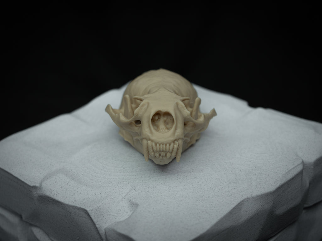 Life Size River Otter Skull Replica – Realistic 3D Printed Bone Model Display