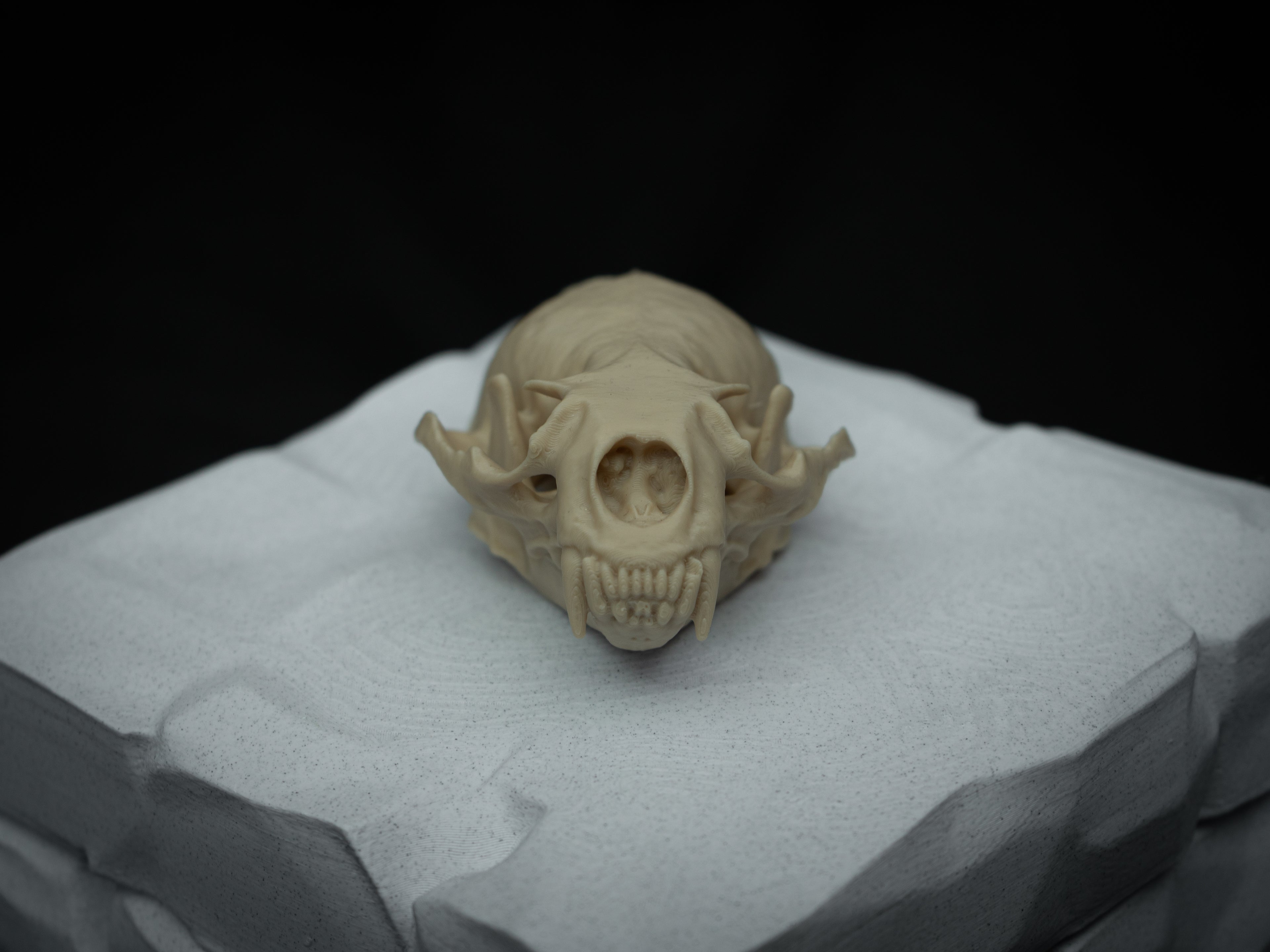 Life Size River Otter Skull Replica – Realistic 3D Printed Bone Model Display