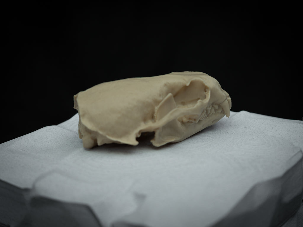 Life Size River Otter Skull Replica – Realistic 3D Printed Bone Model Display