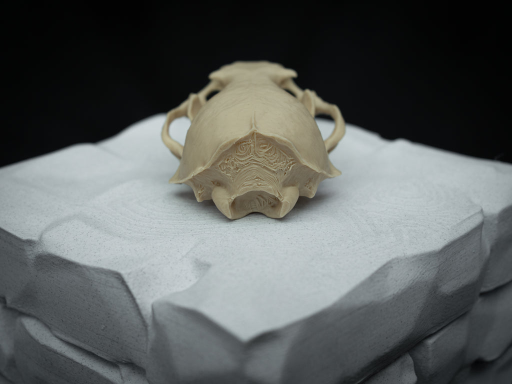 Life Size River Otter Skull Replica – Realistic 3D Printed Bone Model Display