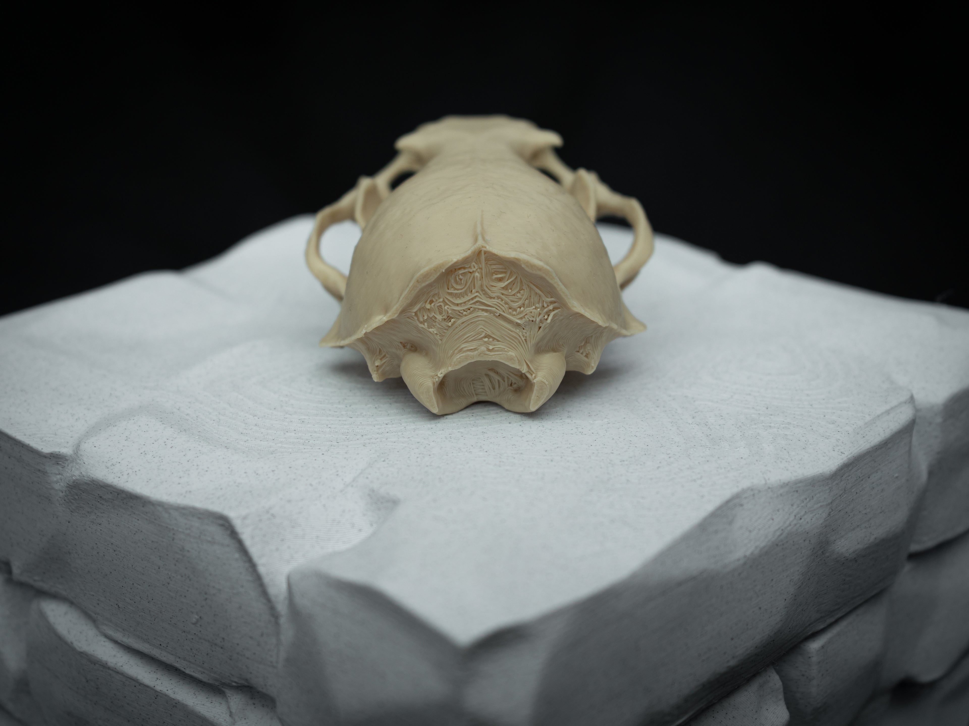 Life Size River Otter Skull Replica – Realistic 3D Printed Bone Model Display