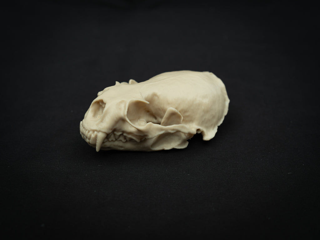 Life Size River Otter Skull Replica – Realistic 3D Printed Bone Model Display