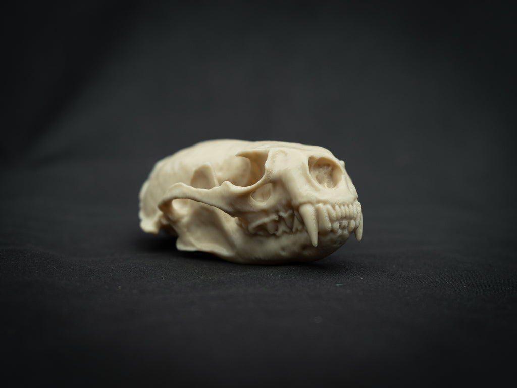 Life Size River Otter Skull Replica – Realistic 3D Printed Bone Model Display
