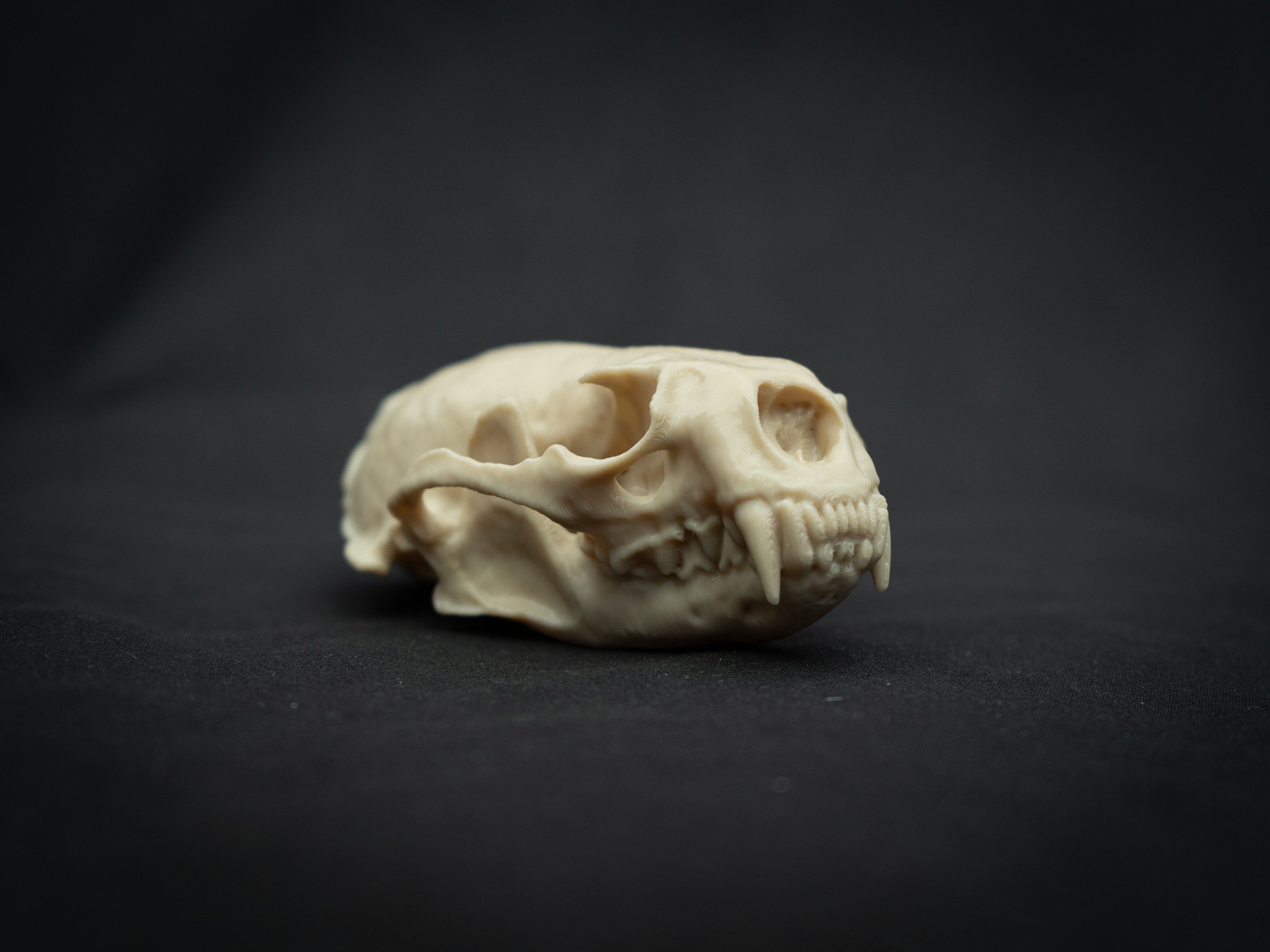 Life Size River Otter Skull Replica – Realistic 3D Printed Bone Model Display
