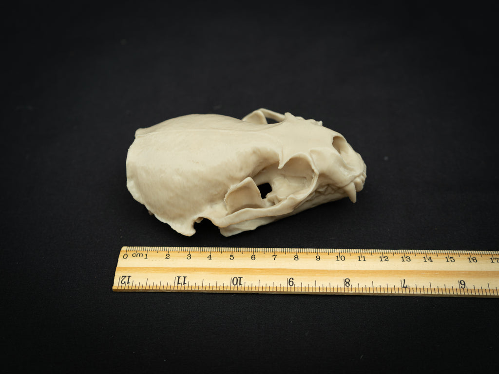 Life Size River Otter Skull Replica – Realistic 3D Printed Bone Model Display