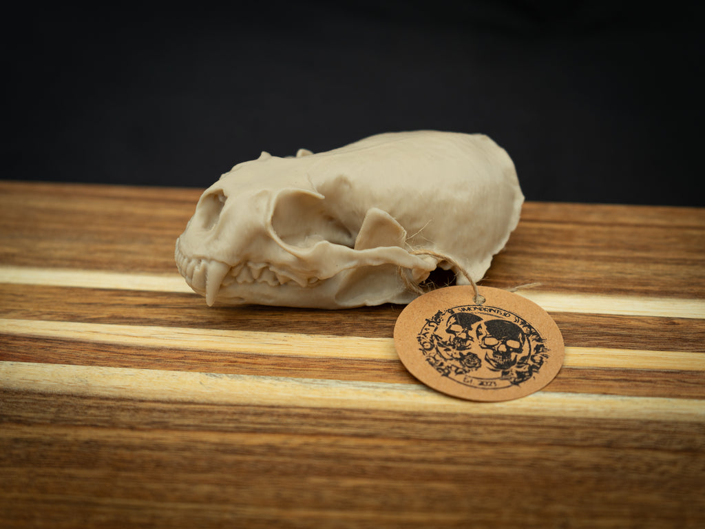 Life Size River Otter Skull Replica – Realistic 3D Printed Bone Model Display