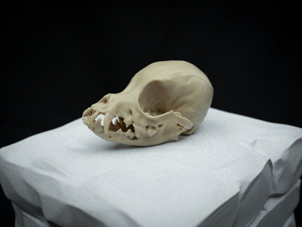 Life Size Chihuahua Skull Replica – Realistic 3D Printed Bone Model Display