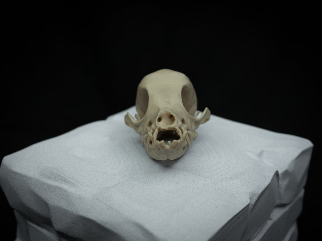 Life Size Chihuahua Skull Replica – Realistic 3D Printed Bone Model Display