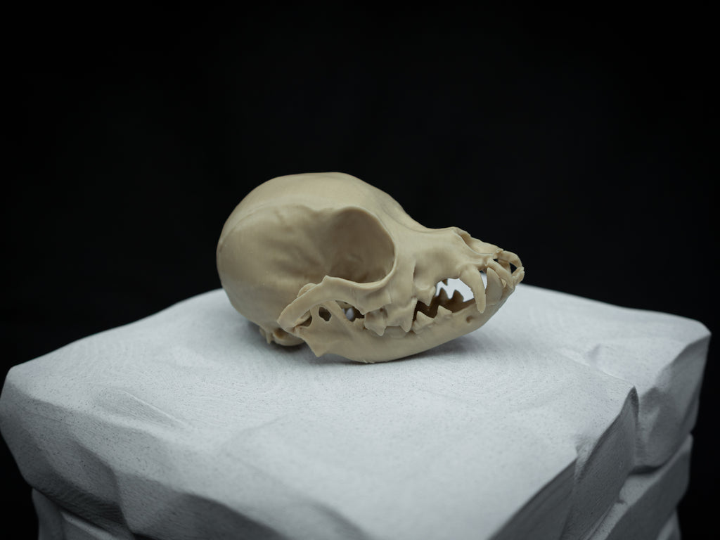 Life Size Chihuahua Skull Replica – Realistic 3D Printed Bone Model Display