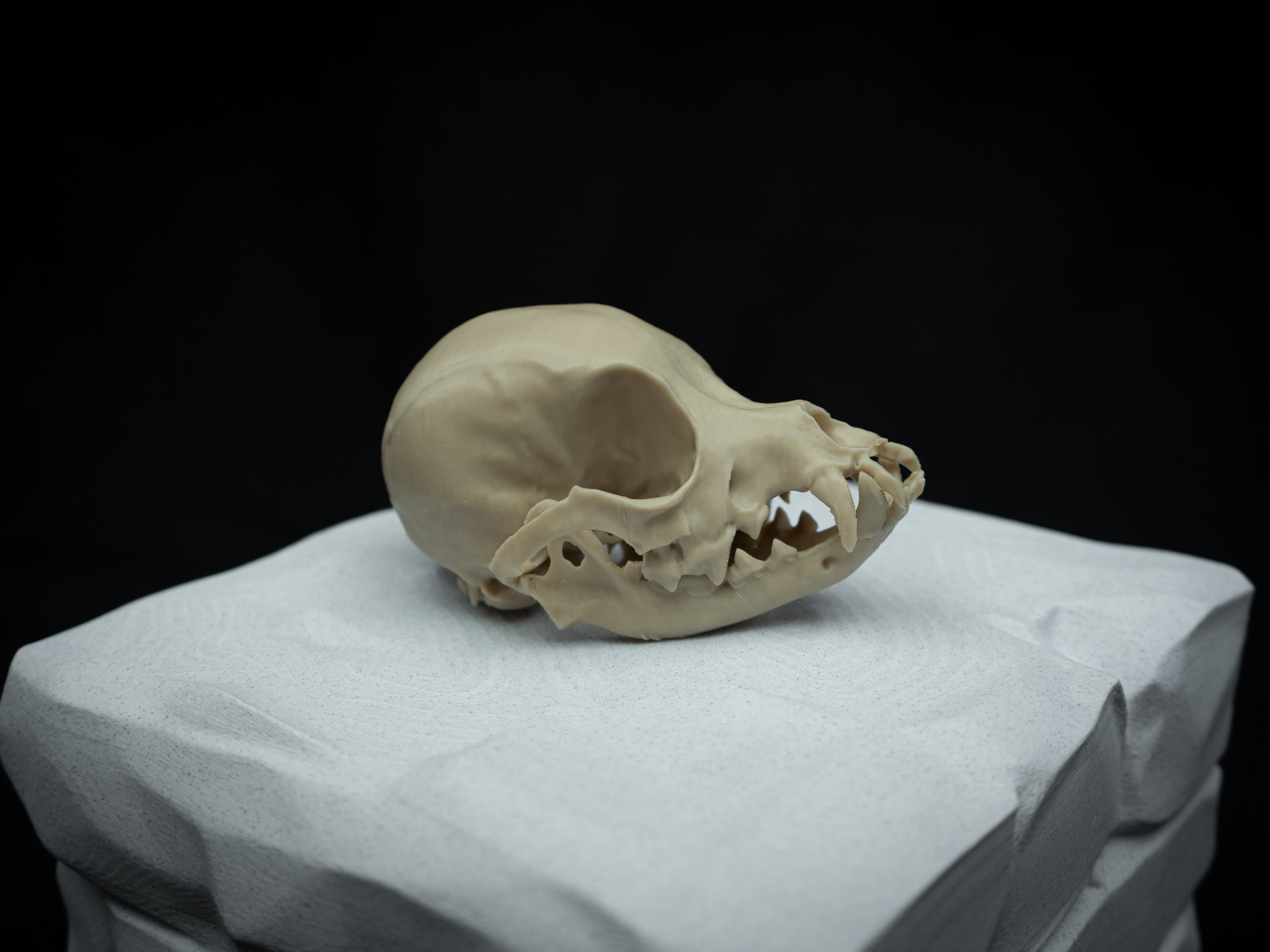 Life Size Chihuahua Skull Replica – Realistic 3D Printed Bone Model Display