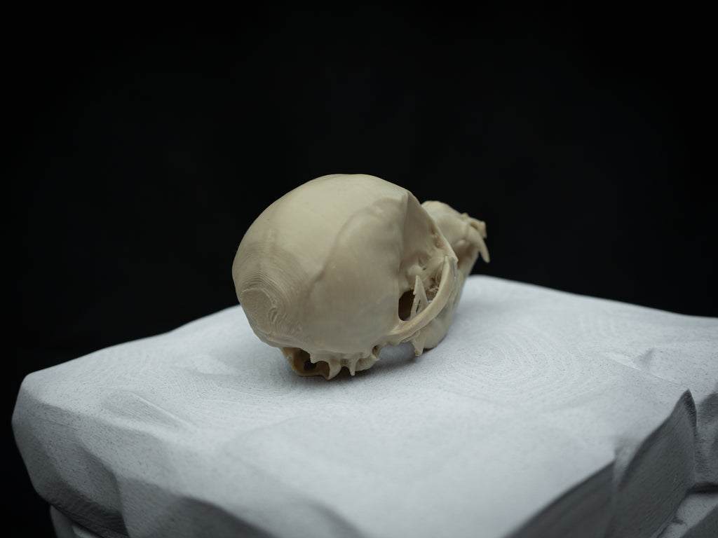 Life Size Chihuahua Skull Replica – Realistic 3D Printed Bone Model Display