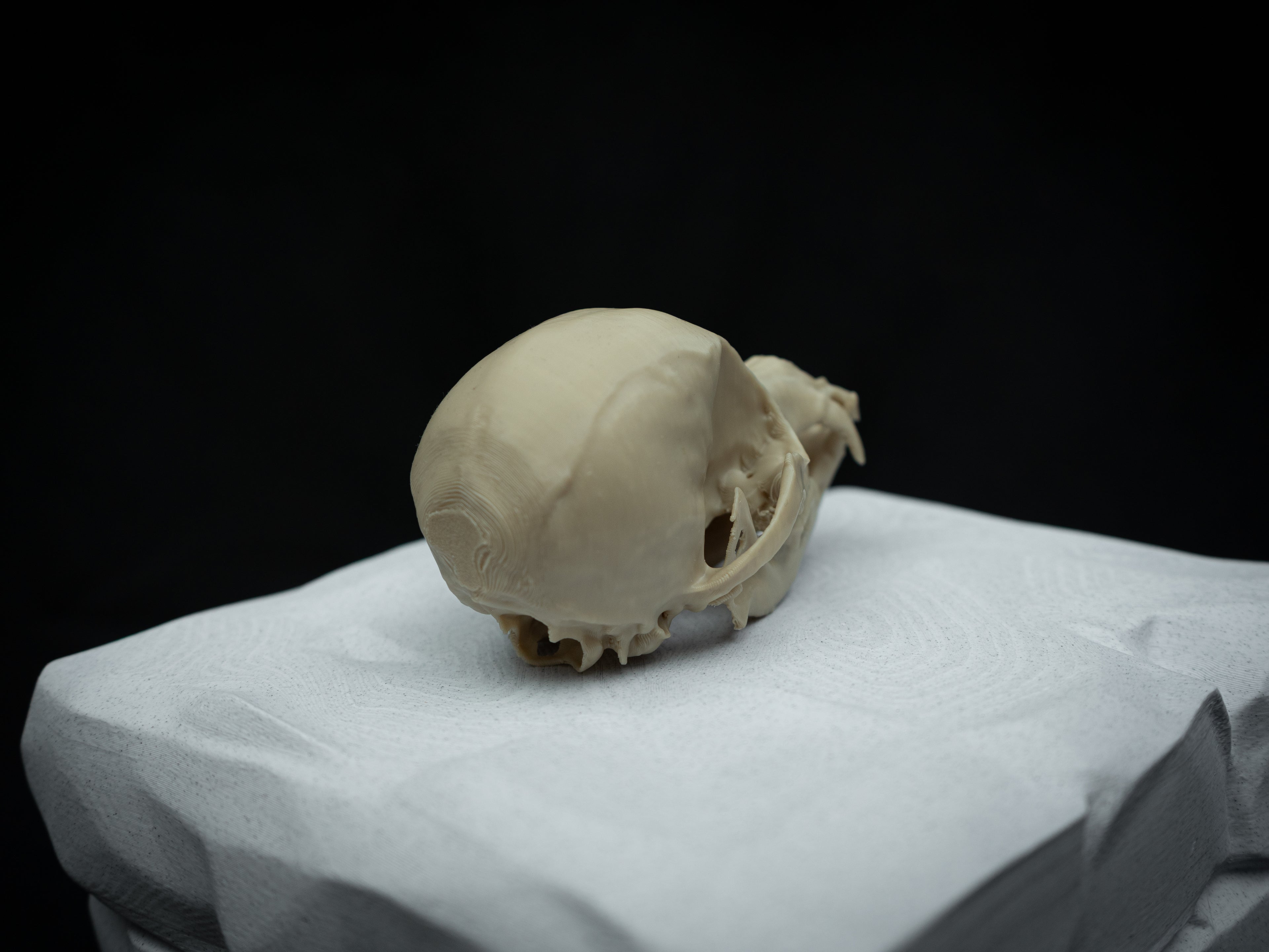 Life Size Chihuahua Skull Replica – Realistic 3D Printed Bone Model Display