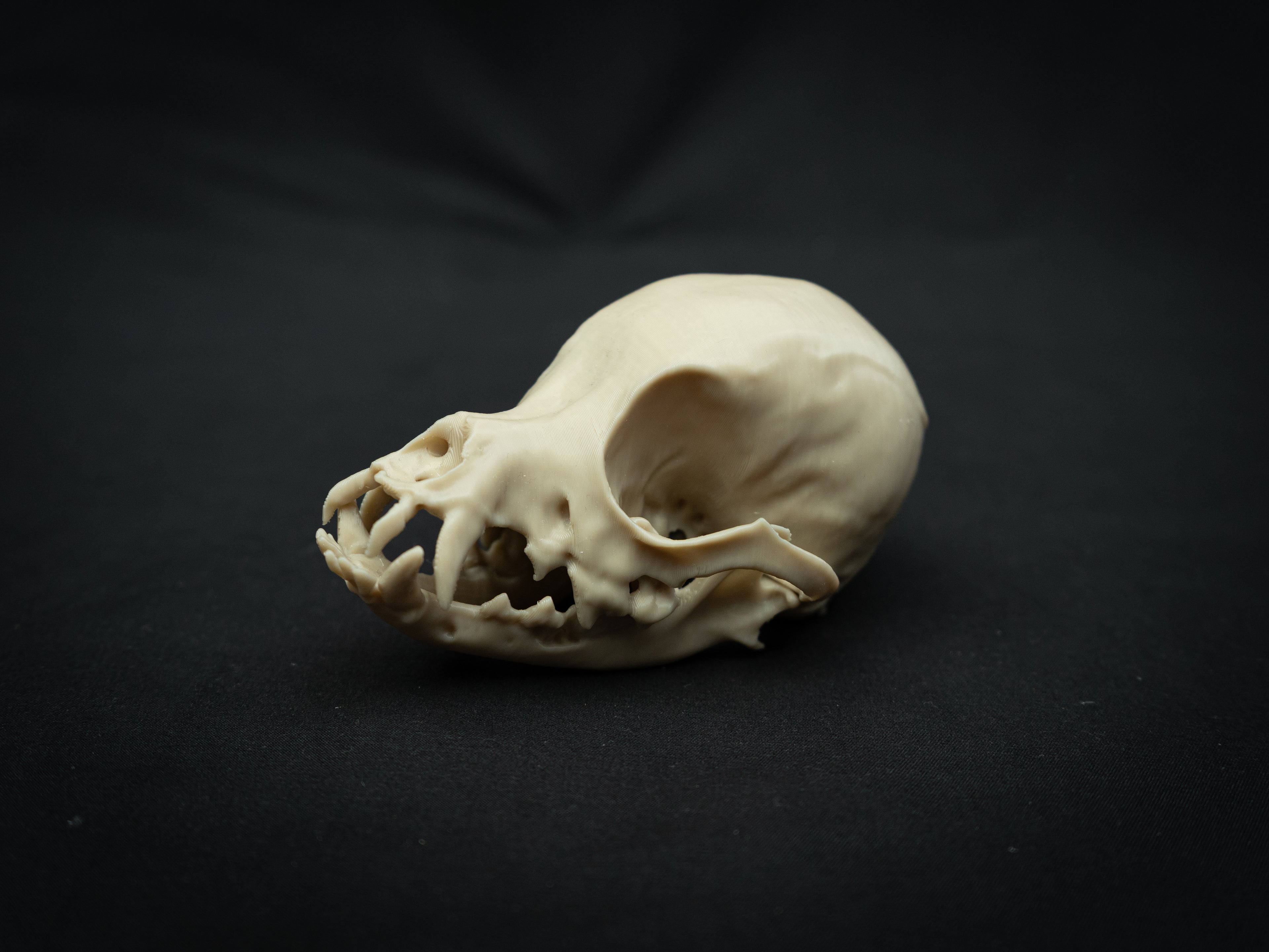 Life Size Chihuahua Skull Replica – Realistic 3D Printed Bone Model Display