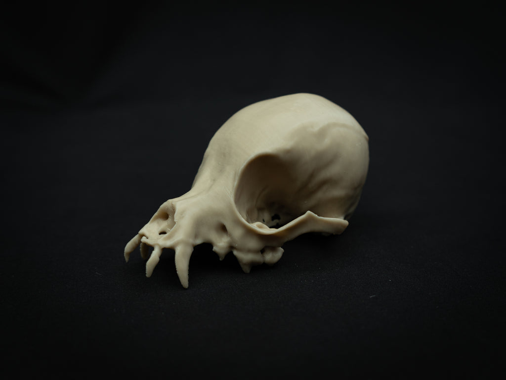 Life Size Chihuahua Skull Replica – Realistic 3D Printed Bone Model Display