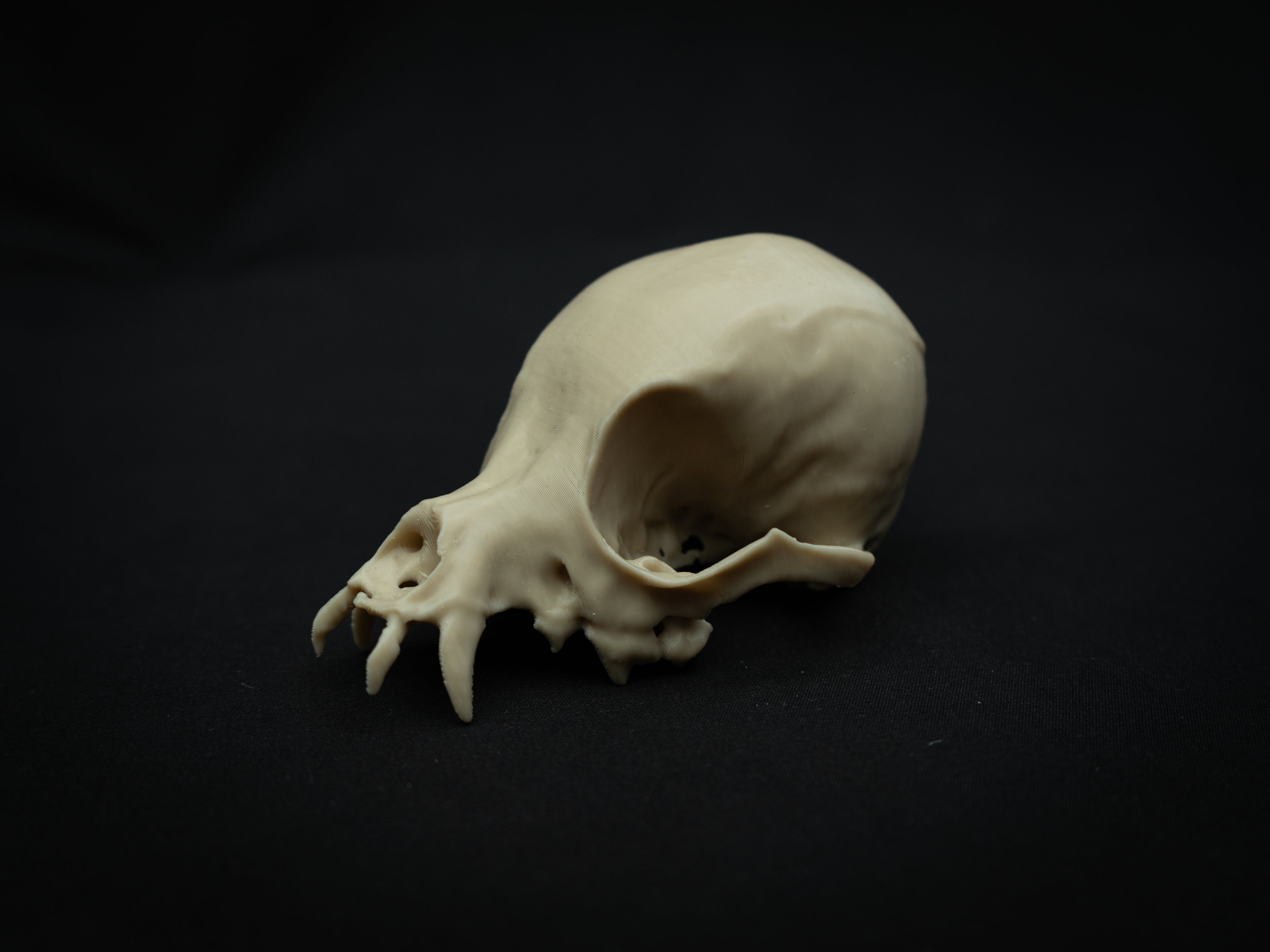Life Size Chihuahua Skull Replica – Realistic 3D Printed Bone Model Display