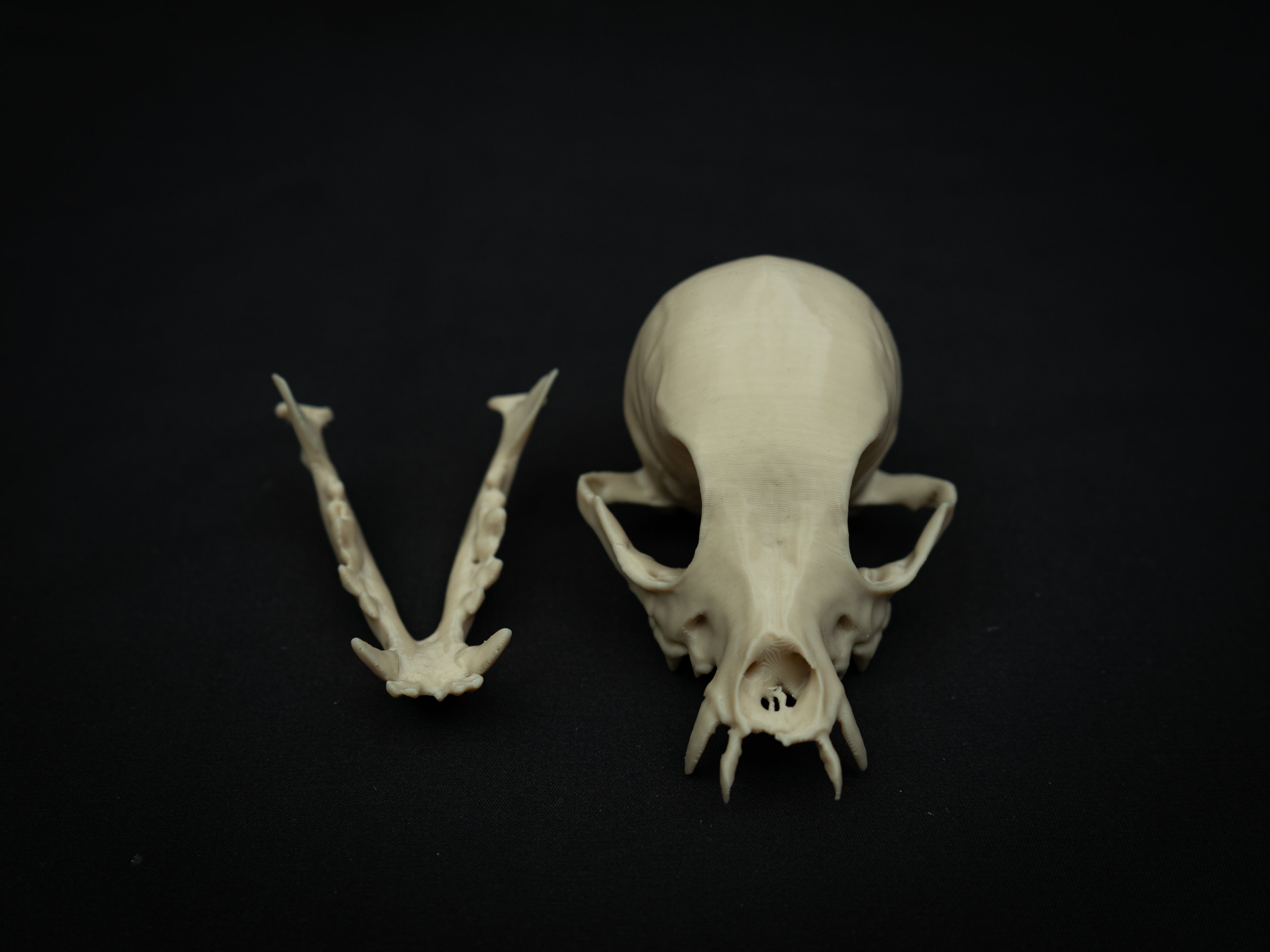 Life Size Chihuahua Skull Replica – Realistic 3D Printed Bone Model Display