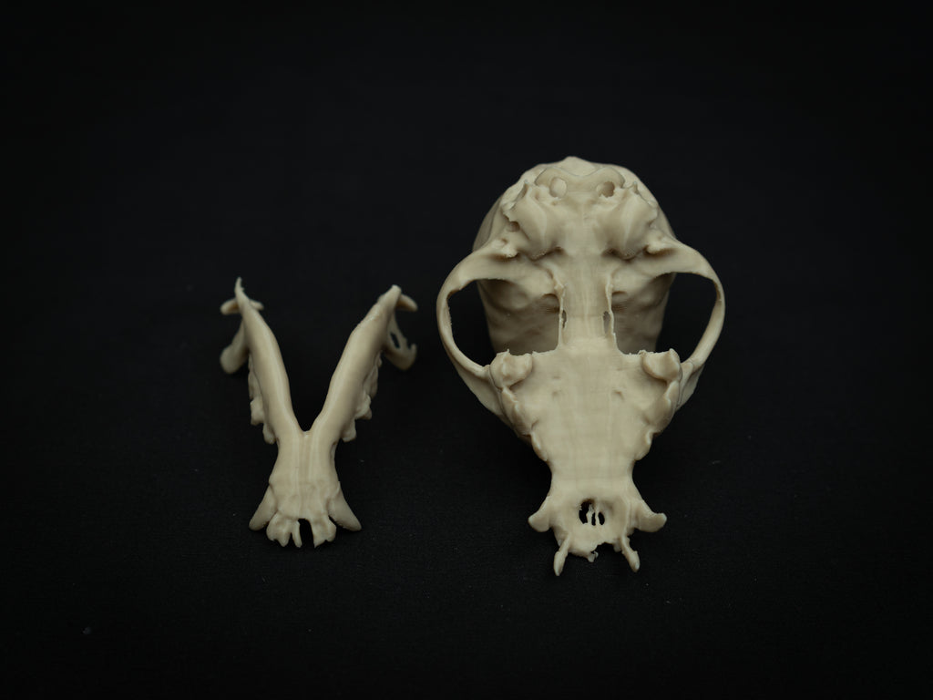 Life Size Chihuahua Skull Replica – Realistic 3D Printed Bone Model Display