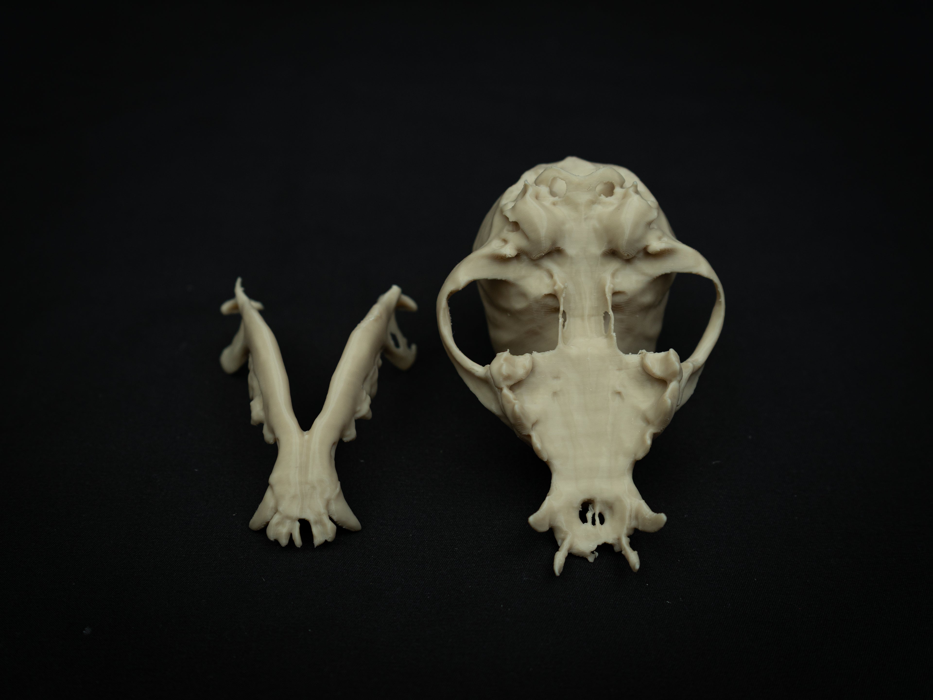 Life Size Chihuahua Skull Replica – Realistic 3D Printed Bone Model Display