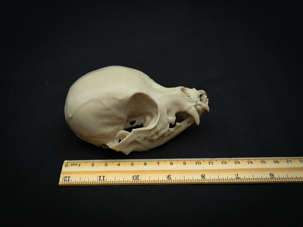 Life Size Chihuahua Skull Replica – Realistic 3D Printed Bone Model Display