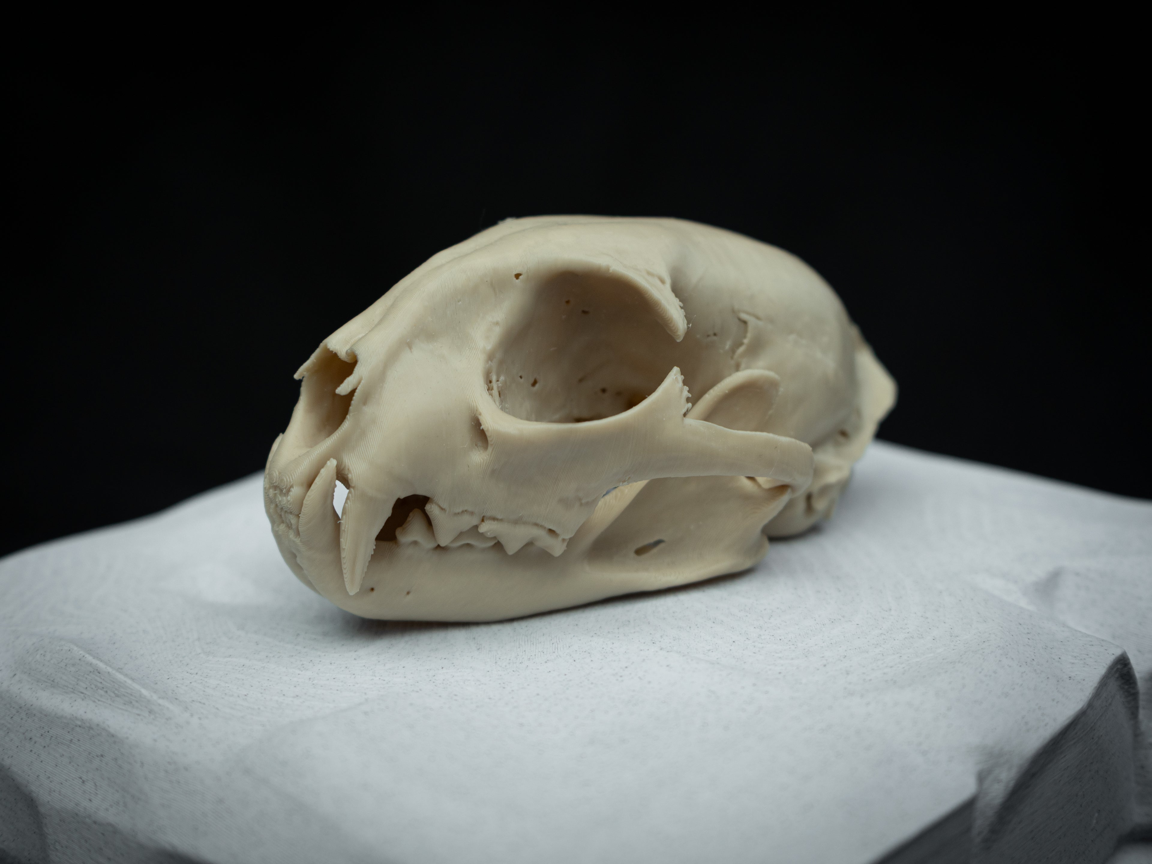 Life Size Bobcat Skull Replica – Realistic 3D Printed Bone Model Display