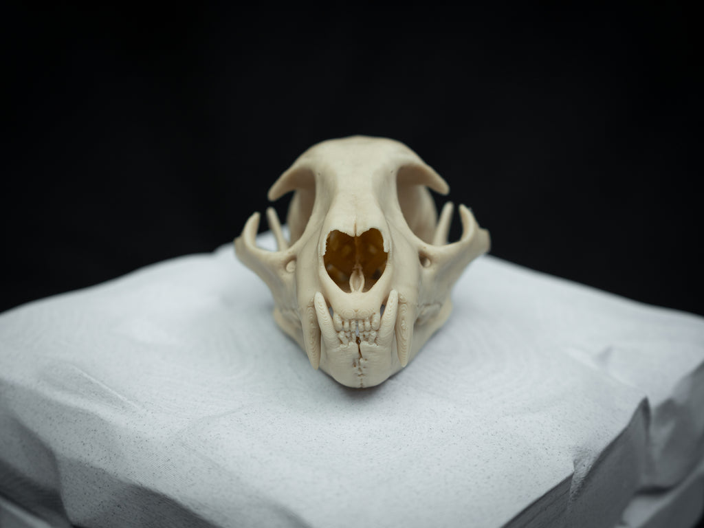 Life Size Bobcat Skull Replica – Realistic 3D Printed Bone Model Display